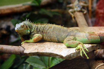Green iguana