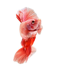 siamese fighting fish, betta isolated on white background.