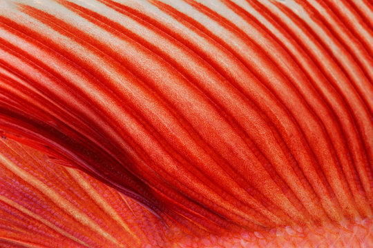 Texture of tail siamese fighting fish.