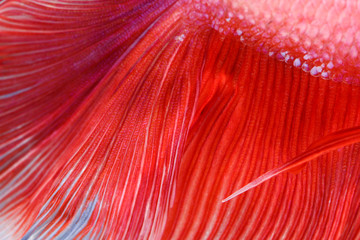 Texture of tail siamese fighting fish