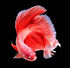 siamese fighting fish isolated on black background.