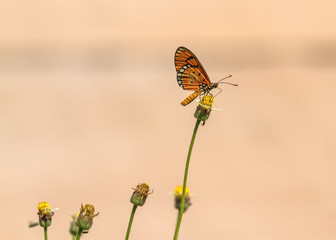 Close up beautiful Butterfly  (Tawny Coster, Acraea violae)