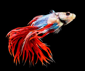 Obraz premium siamese fighting fish, betta isolated on black background.