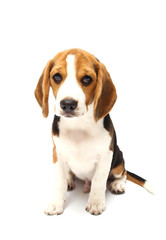 Beagle dog isolated on white