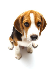 Beagle dog isolated on white