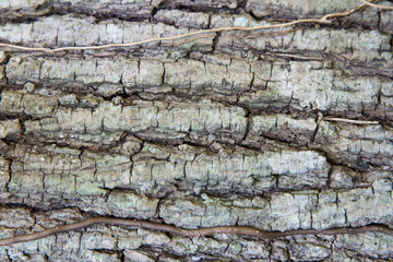 tree trunk bark texture