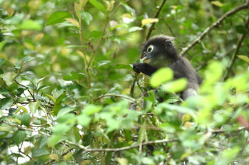 Dusky leaf monkey in nature


