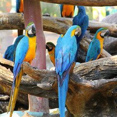 Naklejka premium Colorful macaw