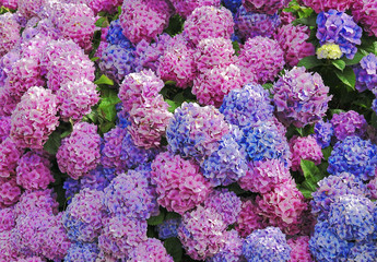 Hortensie