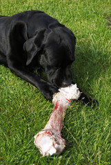 Schwarzer Labrador mit großem Kalbsknochen