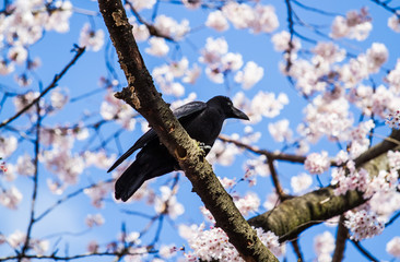 Crows on sakura tree