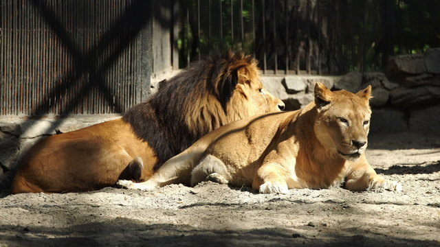 A couple of African lions resting (zoom)
