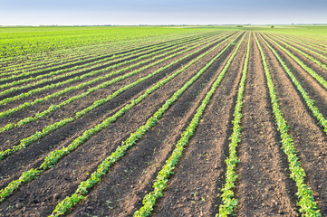 Soybean Field Rows
