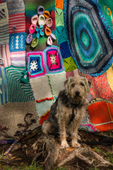 dog waiting in front  of tree covered in yarn bombing