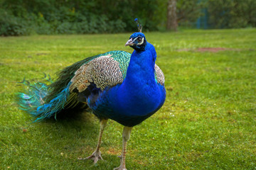 Fototapeta premium Pfau, blau 