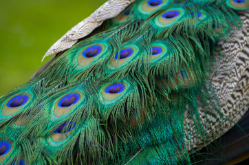 Fototapeta premium Schwanz - blauer Pfau