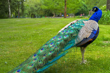 Fototapeta premium ein blauer Pfau 