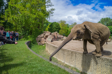 Elefant macht den Rüssel lang 