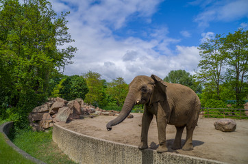 Fototapeta na wymiar Elefant am Mauergraben