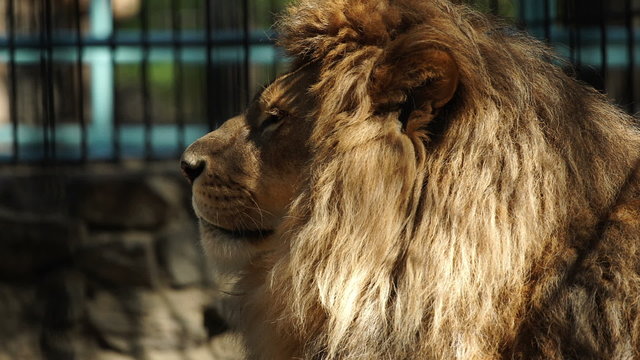 Portrait of an African lion, tracking
