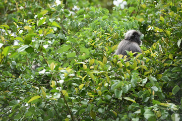 Dusky leaf monkey in nature


