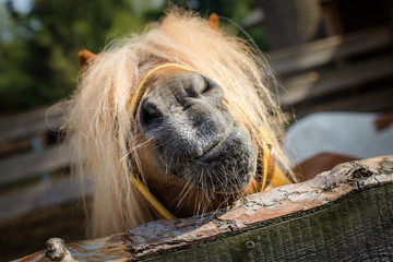Pony behinde the wooden fence