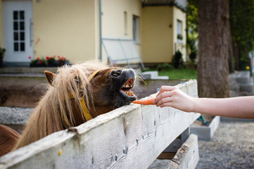 Pony trying to bite a carrot