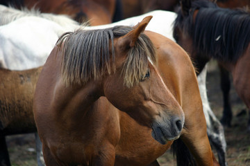 Horse livestock in Spain
