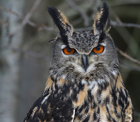 A Eurasian Eagle Owl (Bubo bubo) 