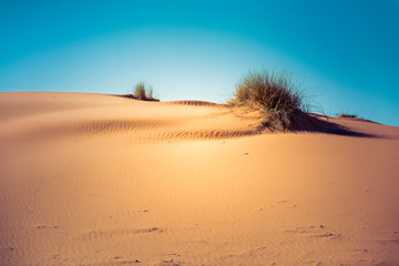 Sand dunes in the Sahara desert