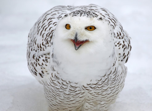 A Snowy Owl (Bubo scandiacus) talking while in the snow..