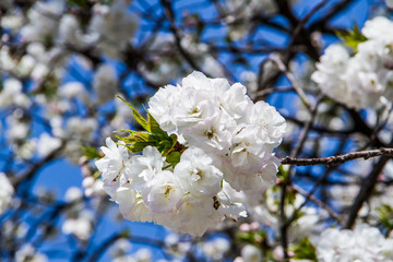 White sakura
