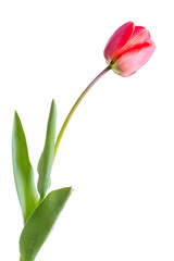 Naklejka premium tulip