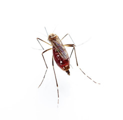Mosquito isolated on white background