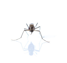 Mosquito isolated on white background