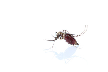 Insect Mosquito isolated on white background