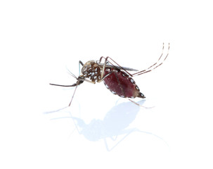 Mosquito isolated on white background