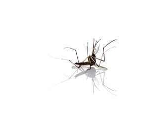Mosquito isolated on white background