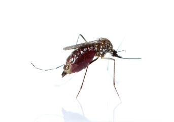 Insect Mosquito isolated on white background