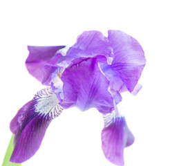 Purple iris flower macro