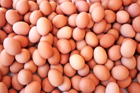 YUMURTA