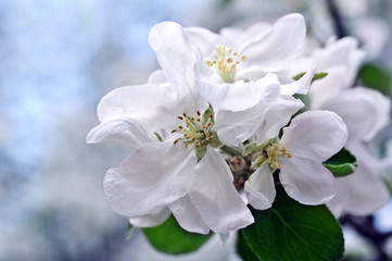 Fototapeta na wymiar Flowers of an apple-tree in the spring