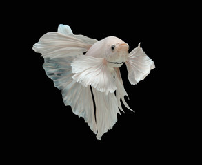 Betta big ear isolated on black background.