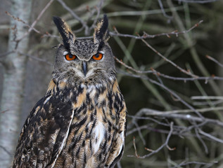 A Eurasian Eagle Owl (Bubo bubo) perched in a tree..