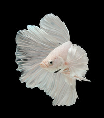 Betta big ear isolated on black background.