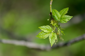 Leaves