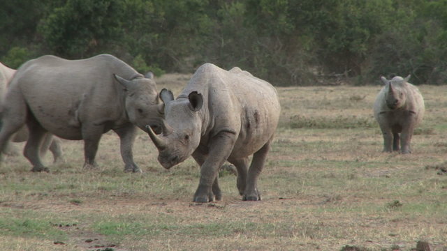  two black rhinos aproaching the camera