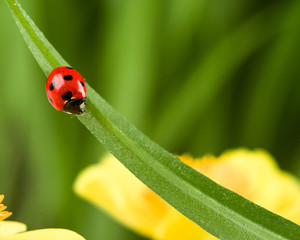 Ladybug on Grass Over Green Bachground