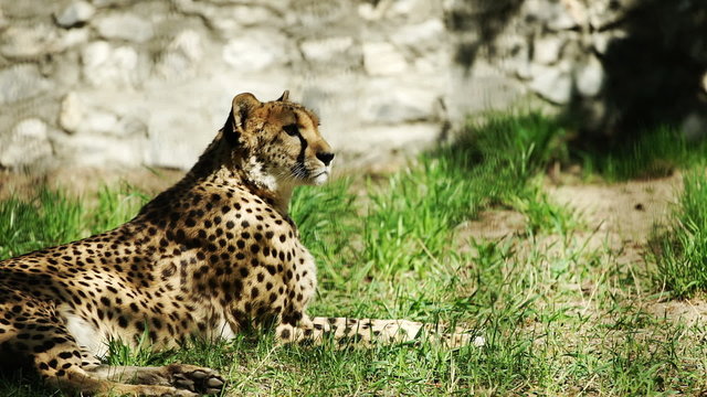 Gepard resting in the zoo, tracking
