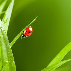 red ladybug on green grass